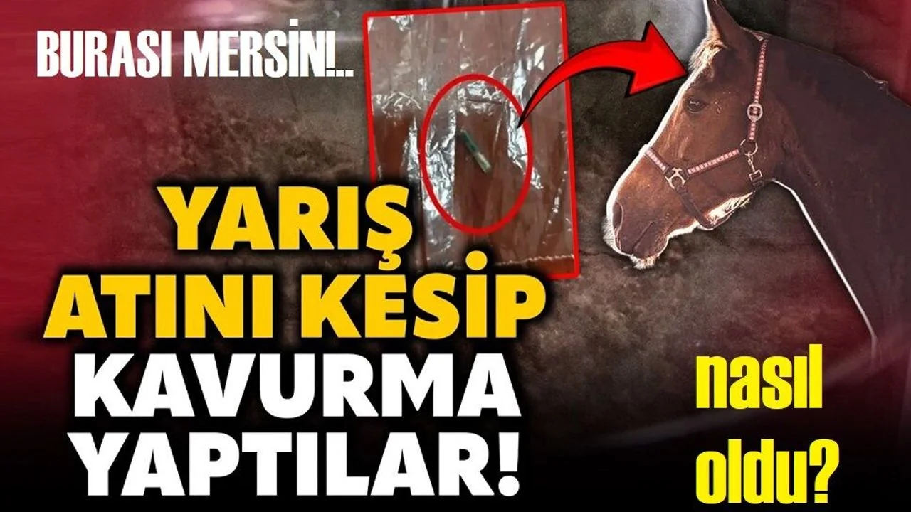 Mersin'deki Aşevi Skandalının Altından Şampiyon Yarış Atı Çıktı: "Smart Latch" Kesime Gönderilmiş