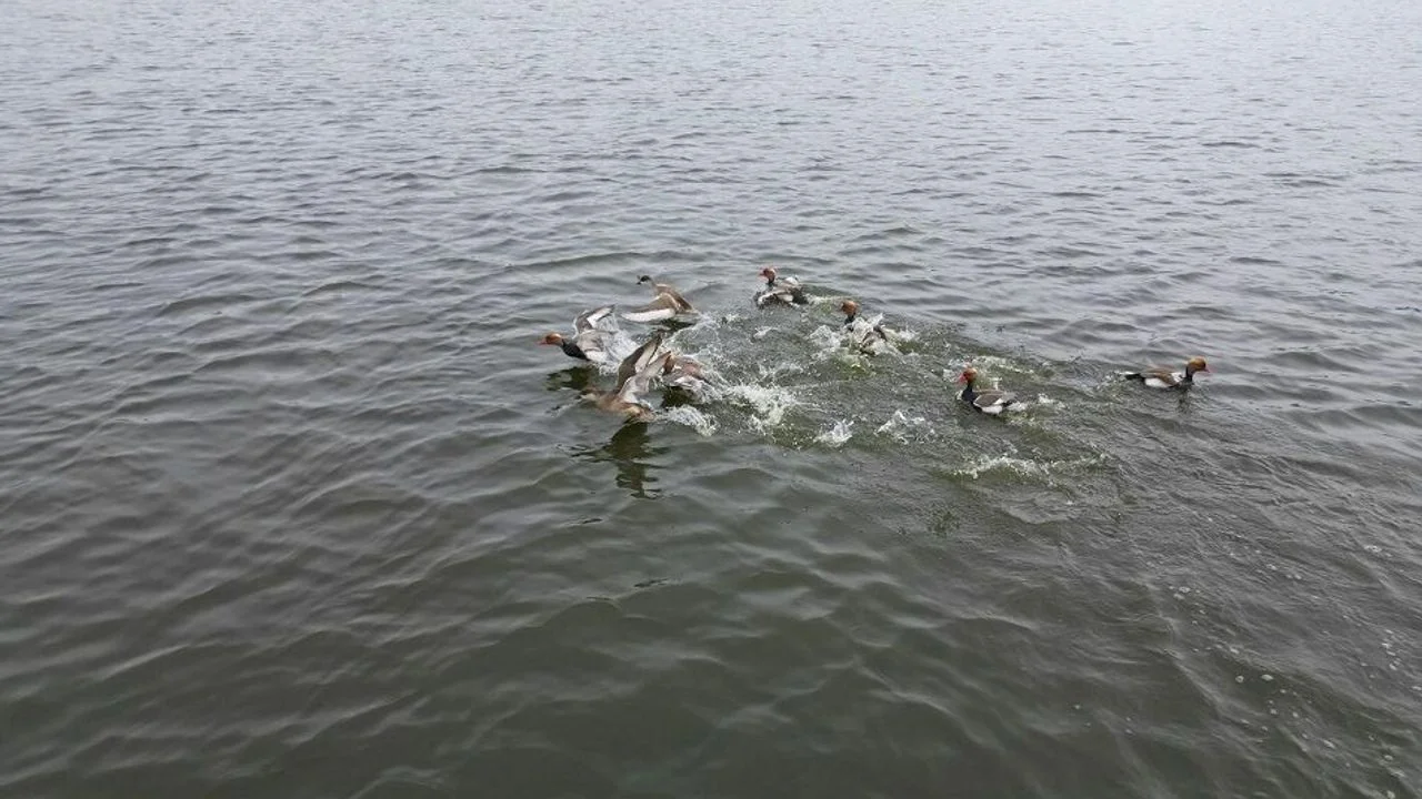 Afyonkarahisar'ın Doğal Mirası Eber Gölü Son Yağışlarla Yeniden Hayat Buldu