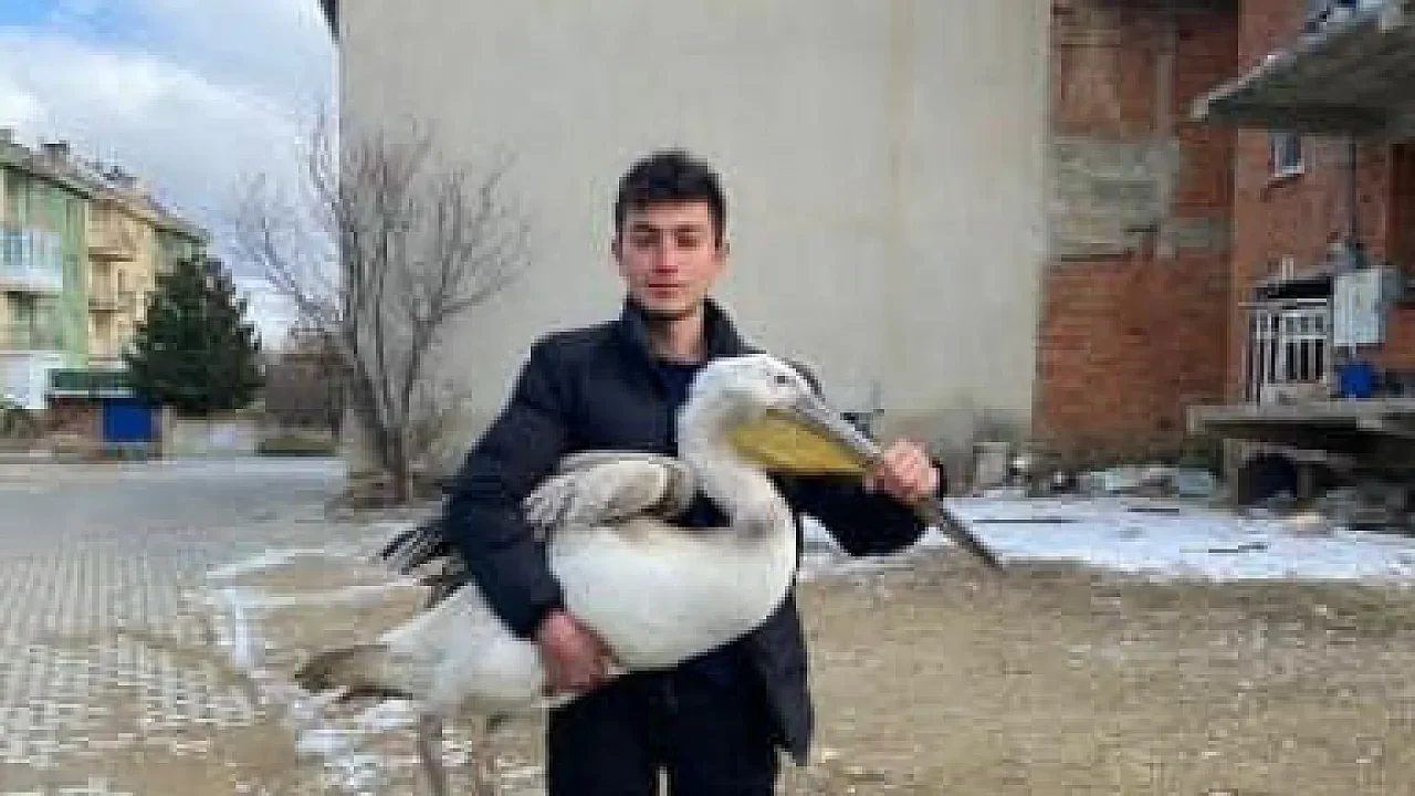 Ahmetpaşa Beldesinde Yaralı Pelikan Seferberliği: Duyarlı Genç Harekete Geçti